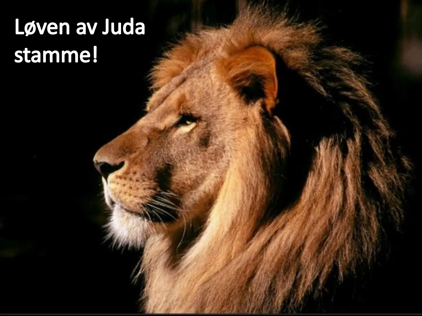 Løven av Juda stamme!